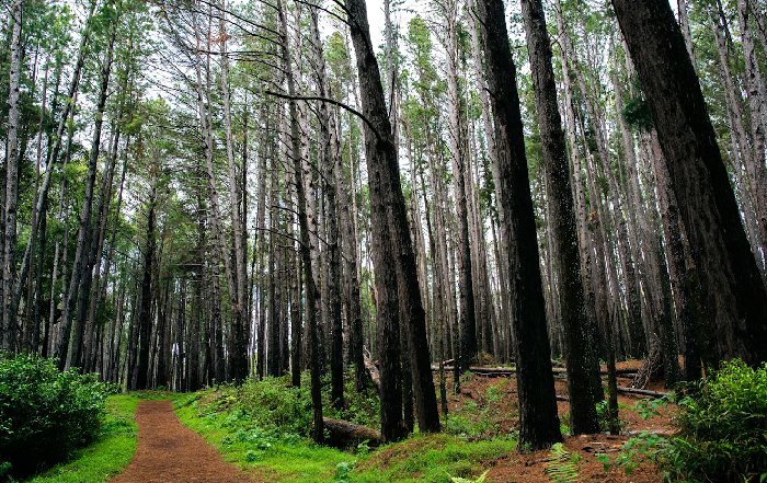 Article Image for Reforestation Projects Supported by Sporting Events