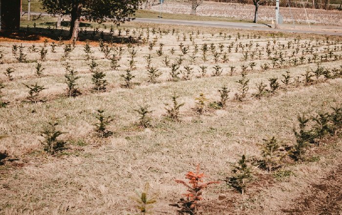 Article Image for Reforestation Projects Tied to Major Sporting Events