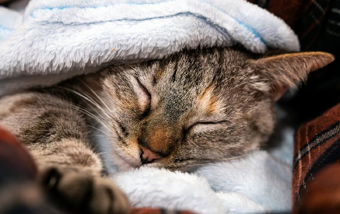 Article Image for Sleep Science as a Critical Performance Enhancer