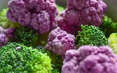 Article Image for The Rise of Plant-Based Nutrition in Professional Sports